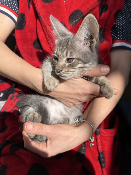 отдаем в добрые руки двух котят - мальчиков