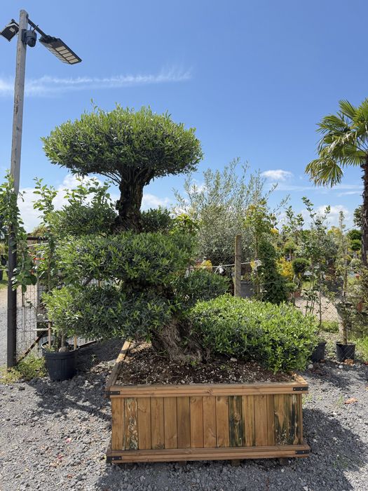 Rulouri de gazon sistem de irigatii gazon plante decorative