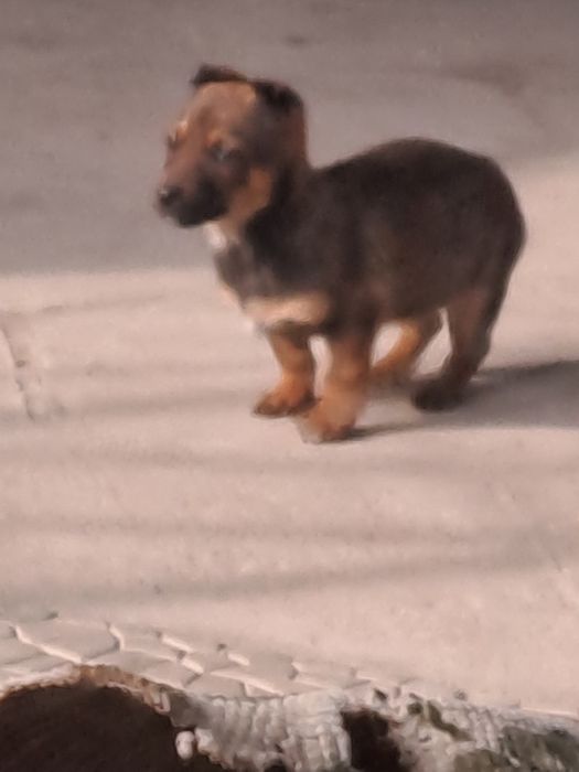 Отдам в добрые руки