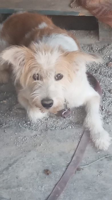 Отдам собаку, девочку.