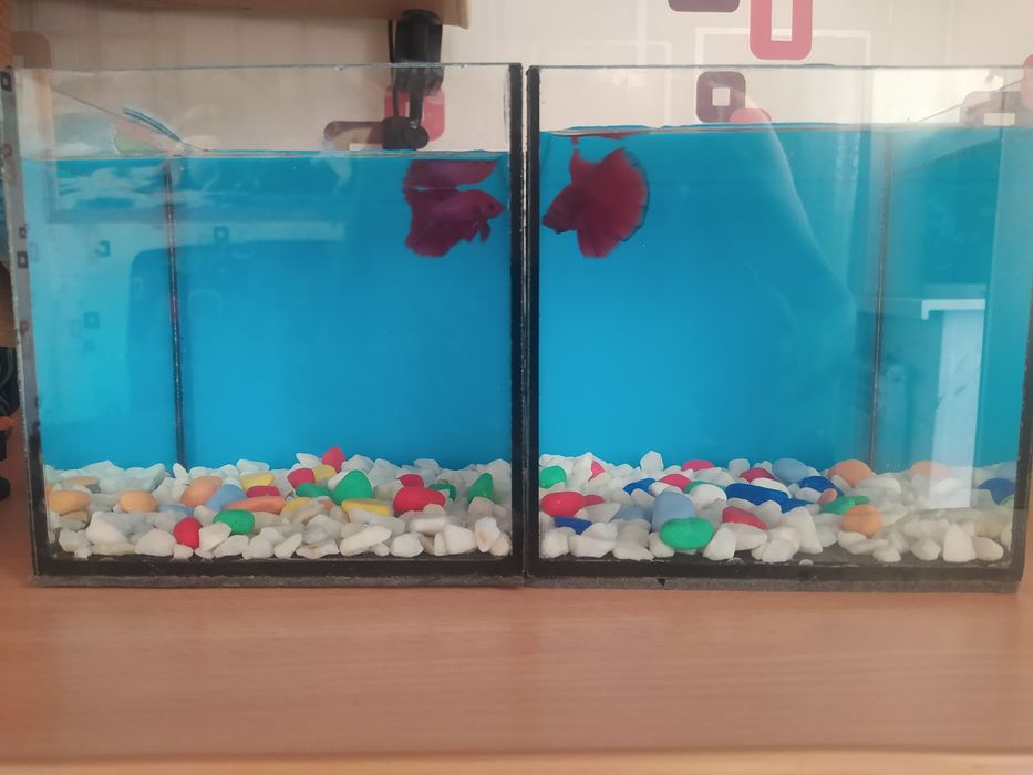 Петушок в кубике