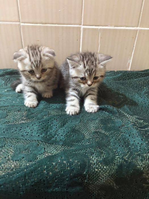 Вислоухие котята
