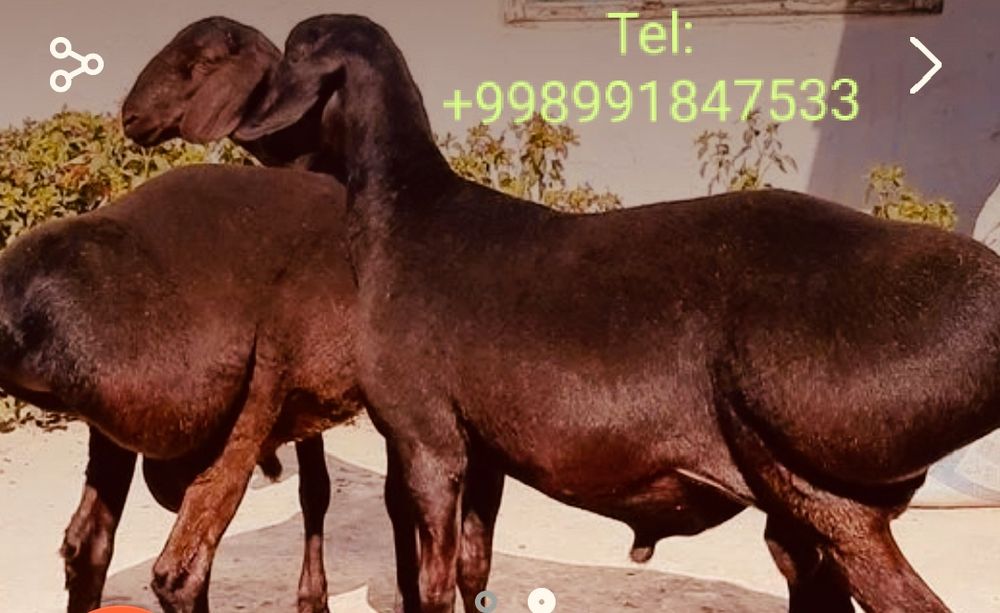 Qassob servis,Salom  Azizlar ko'rib turganizday sog'lom boqilgan q