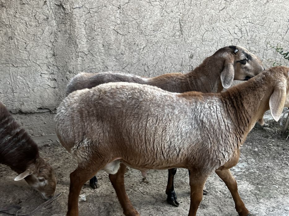 Курбоноик учун куелар