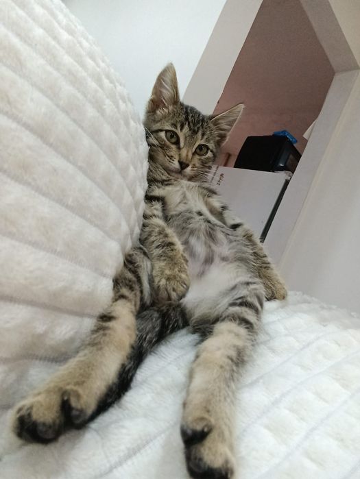 Отдам в добрые руки  котёнка