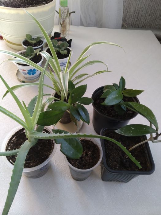 Комнатные   цветы