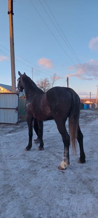 Продам кобылу орловской породы