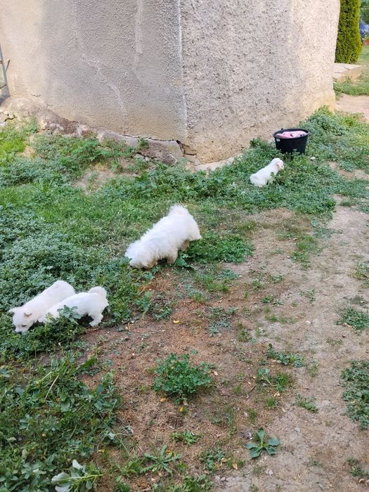 Vand pui frumosi