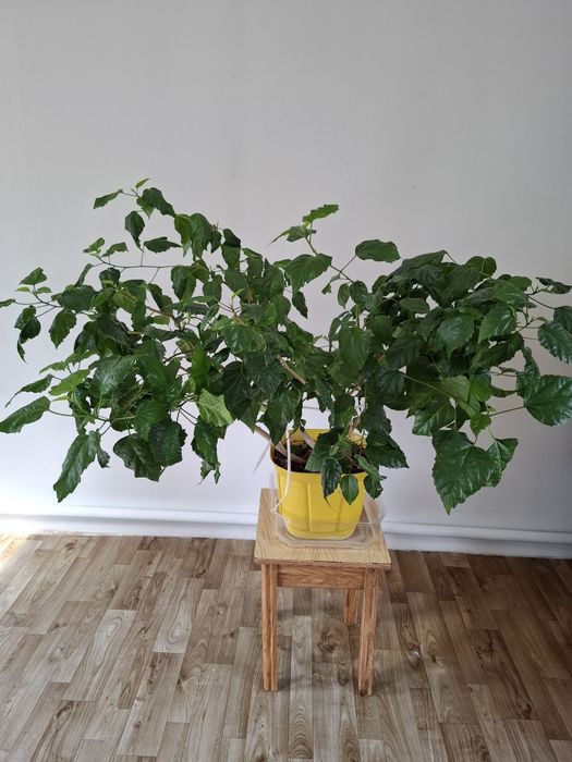 Продам Гибискус Китайская Роза!