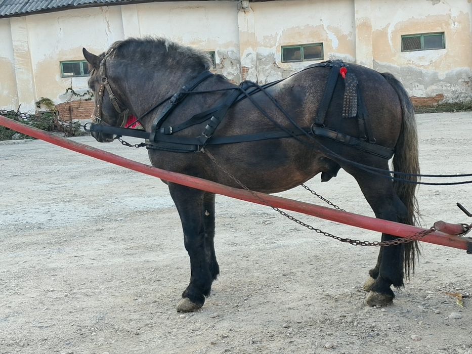 Armăsar de 3 ani