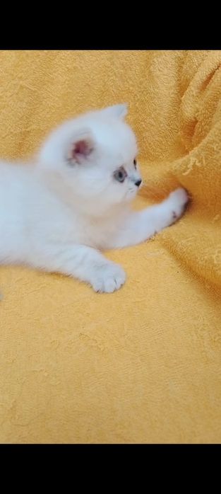 Кошечки  ШотландСкие '