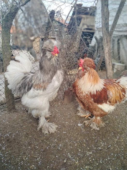 Струмски  петли.