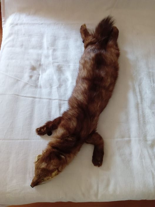 Blană de nurcă naturala