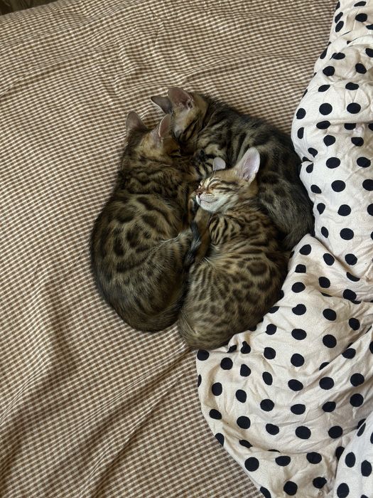 Продам девочку бенгала