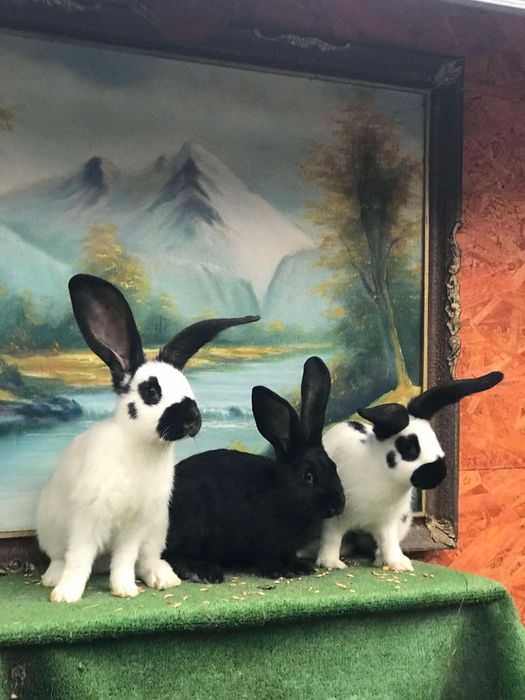 Iepurași fluture german / Havana /