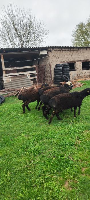 Осы 5 Кошкар сатылады