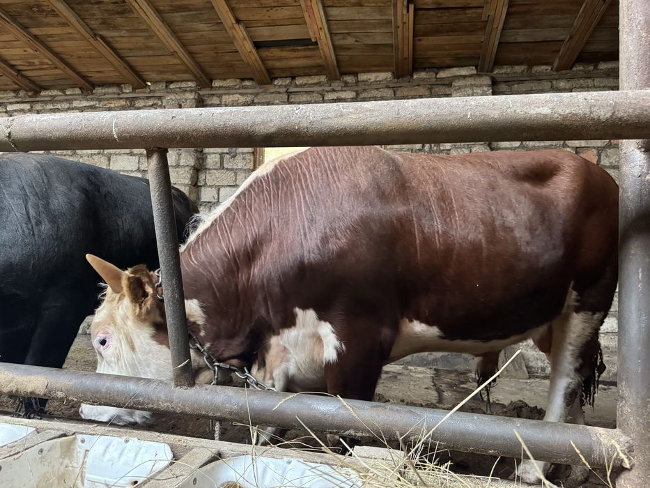 Продам племенного быка герефорд