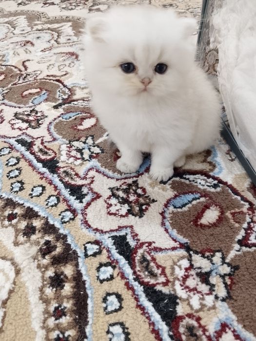 Shinshilla og'il bola 3oyli oxirgi narxi oylab korib tel qilila i