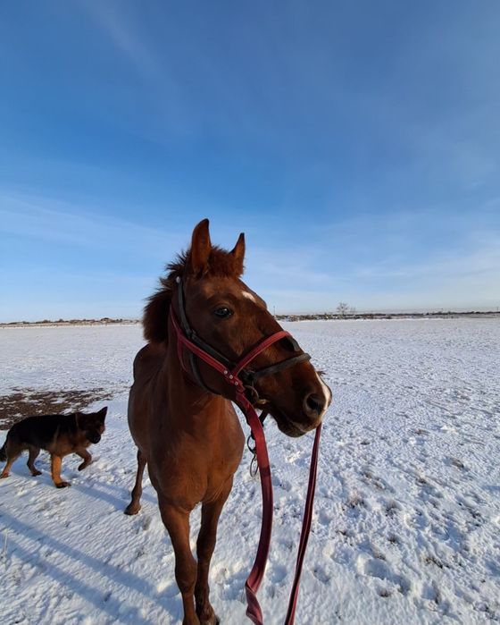 Жорга 3 жасар торг бар