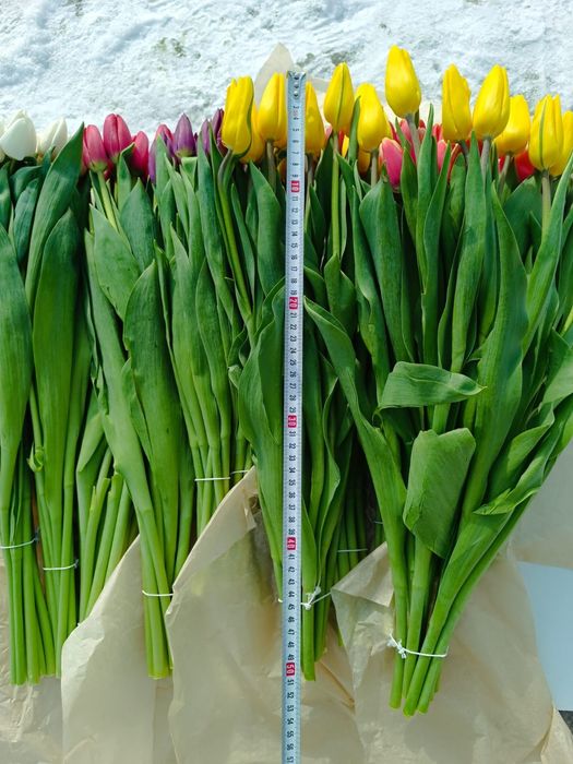 Тюльпаны в розницу от 550тг.