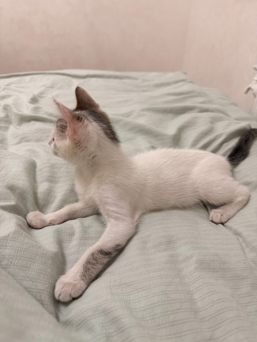 Котенок в добрые руки