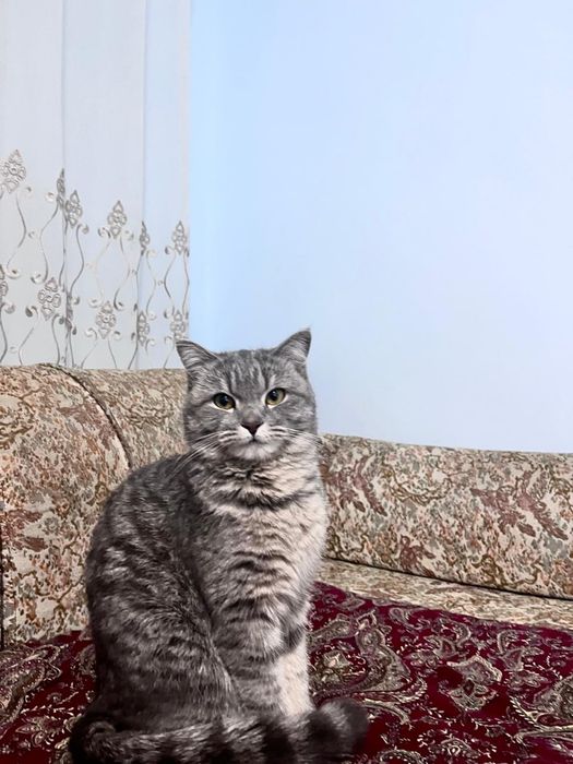 Отдам породистую кошку в добрые и заботливые руки