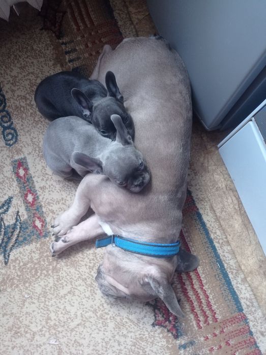 Продается Французский бульдог