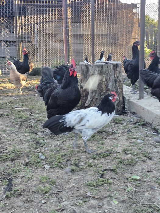 cocosi Australorp,Levenker si bibilici