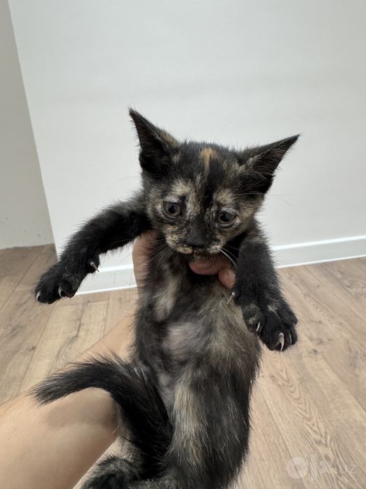 Кошка бесплатно Скоттиш фолд