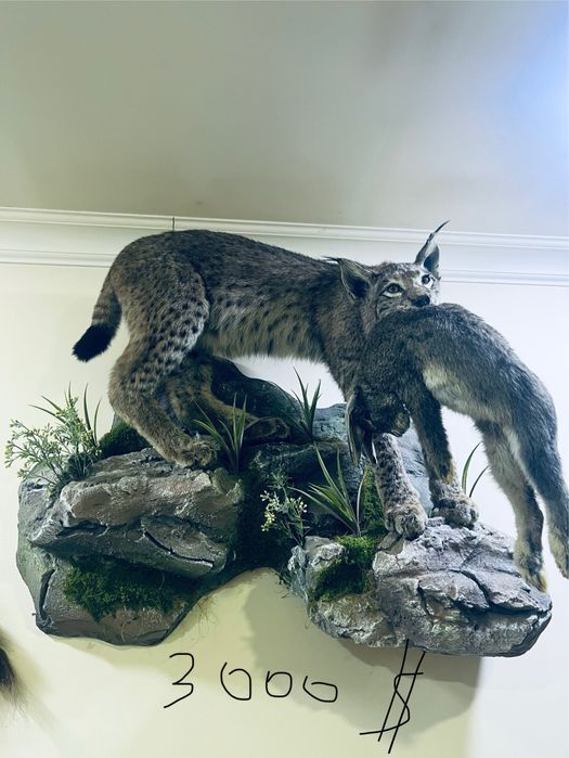 Tirik hayvonlarni mulyaji sovg’agayam Ajoyib tanlov