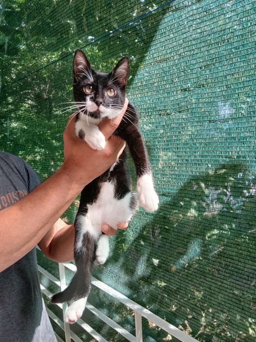 Подарява се котенце