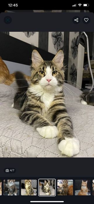 Котята породы Мейн-кун