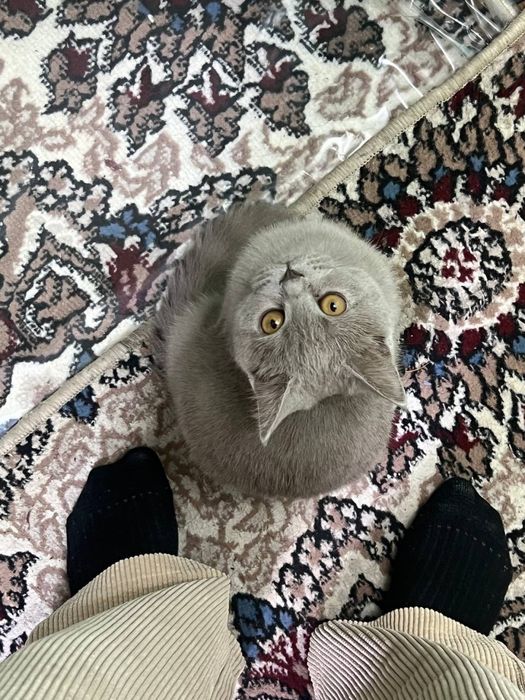 Skottish strayt mushuk sotiladi