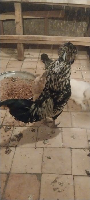 Брамма япан тухумлари сотилади