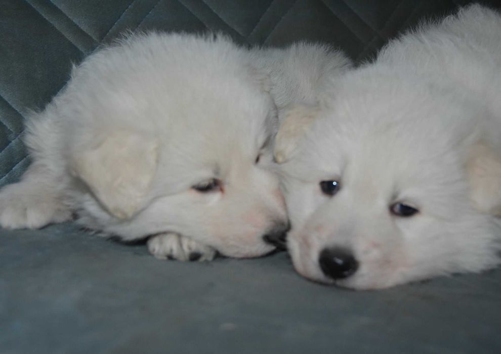 Продават се малки кученца от породата Бяло швейцарско овчарско куче