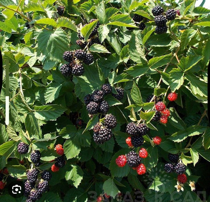 Продам Кусты ежемалины