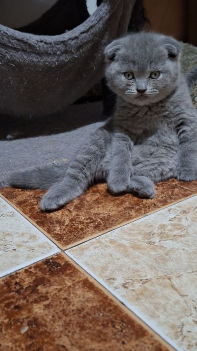 Страхотно шотландче