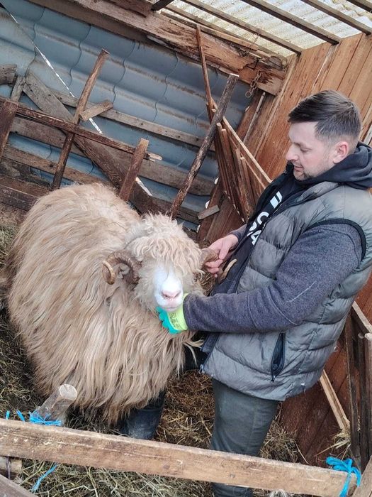 Berbeci băli de vânzare, strămiori!