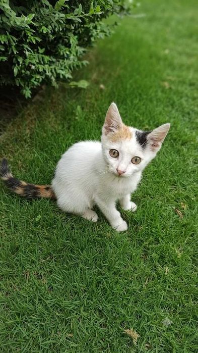 Котенок домашный