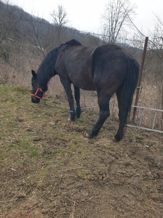 Vind caii la alegere doua iepe si un minz