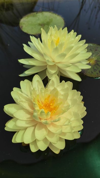 Водяные лилии, нимфеи, кувшинки