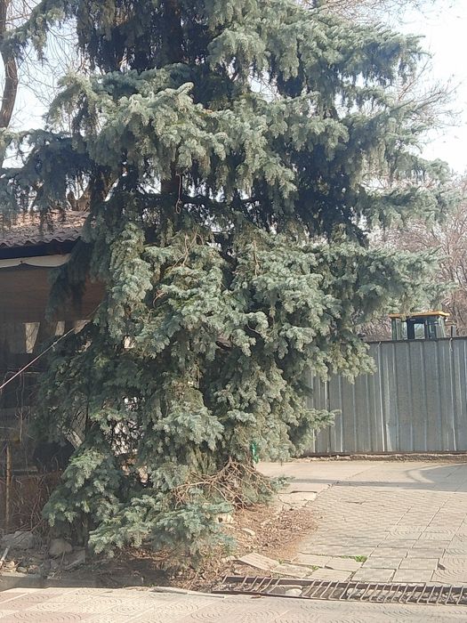 Продам ель, очень красивая высокая