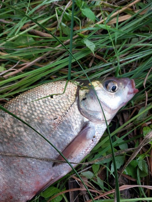 Продам дачу, район Телецентра СО "Кристалл"