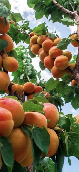 Prun Cais Nuci Chandler Aluni Visin Castan.Kaki.Rodiu.Dud. Ciresi.Tei