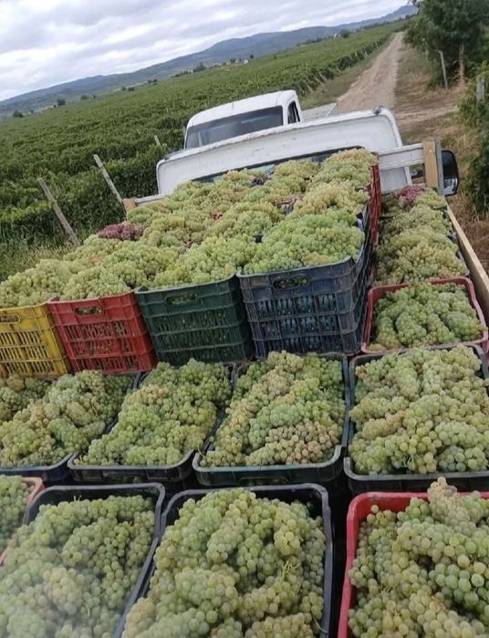 Vand struguri de vin