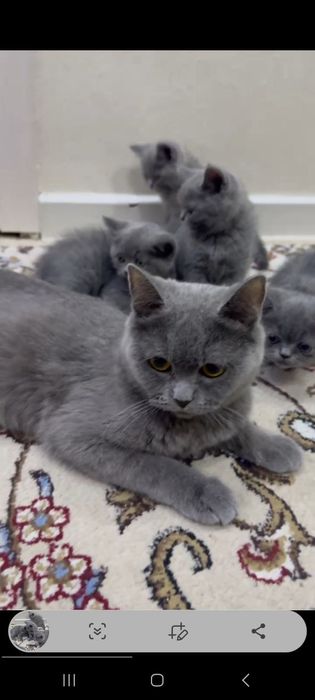 Mushuk sotiladi Britanskiy