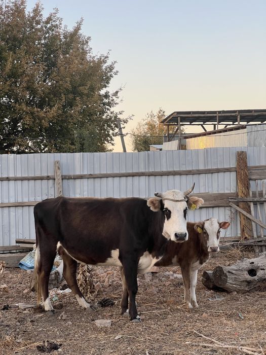 Сиыр бұзауымен, бұқа тана