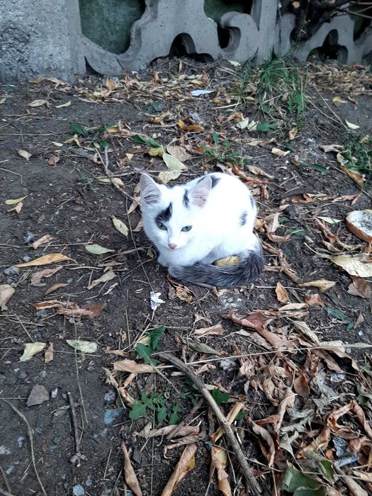 Отдам котенка в добрые руки
