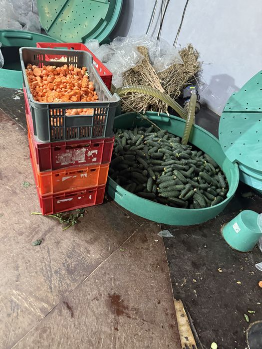 Castraveti , Cucumbers , ogórki, огірки