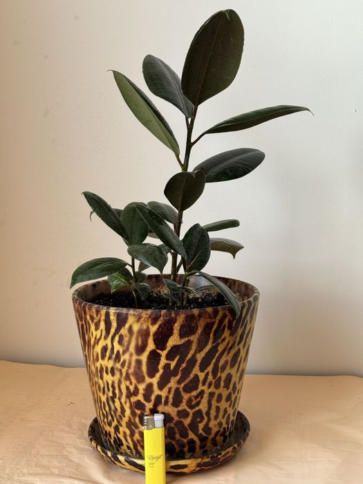 Продам Фикус Мелани